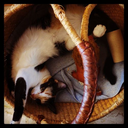 Cat sleeping on sofa