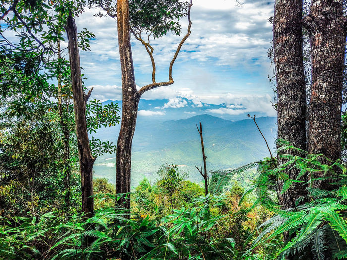 Scenic view of trees against sky