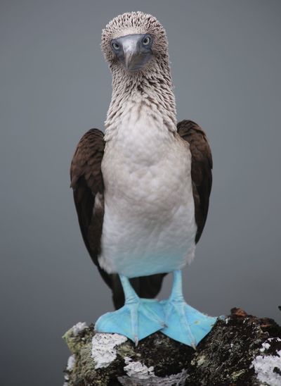 Close-up of blue-footed booby on rock at galapagos islands