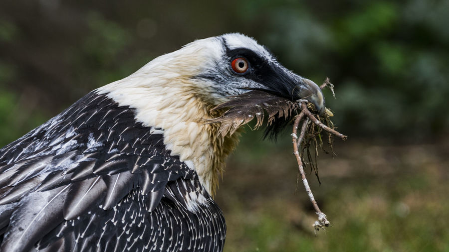 Close-up of eagle holding twig in beak