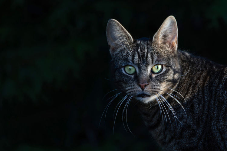 Close-up portrait of cat at night