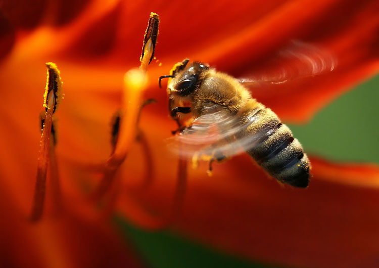Close-up of bee on orange