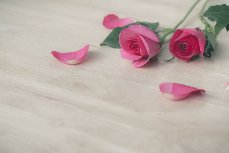 Close-up of pink roses on table