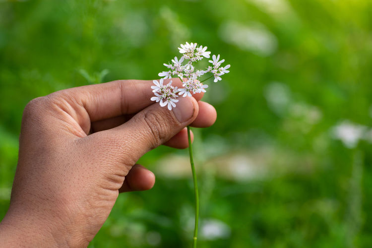 Coriander plant in hand at field