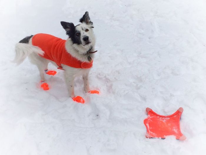 View of a dog on snow covered field