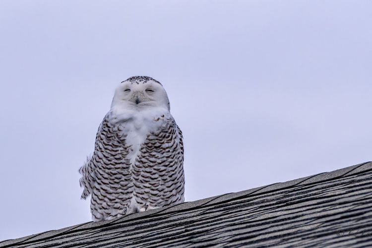 Low angle view of a snowy owl perching on roof against sky