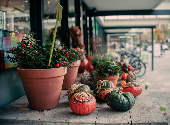Close-up of small potted plants and pumpkins on table