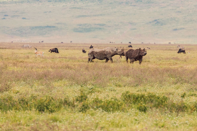 Sheep grazing on field