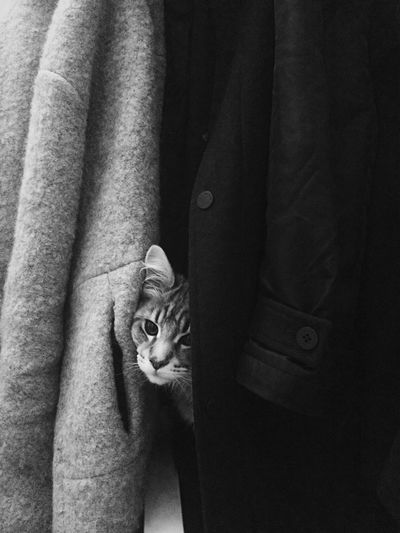 Portrait of cat looking through clothes at home 