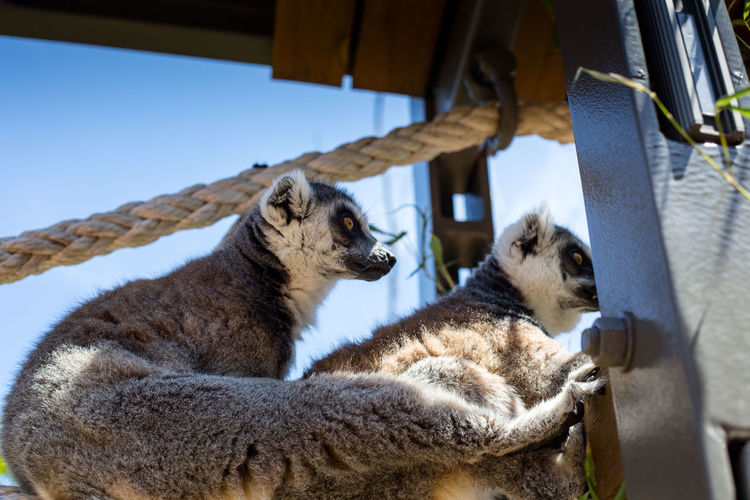 Low angle view of alert lemurs at zoo