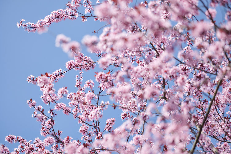 Low angle view of cherry blossoms against sky