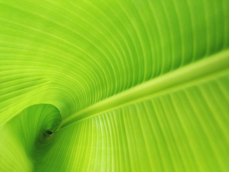 Page 3 of Banana Leaf pictures | Curated Photography on EyeEm