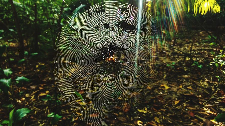 Close-up of spider and web against trees