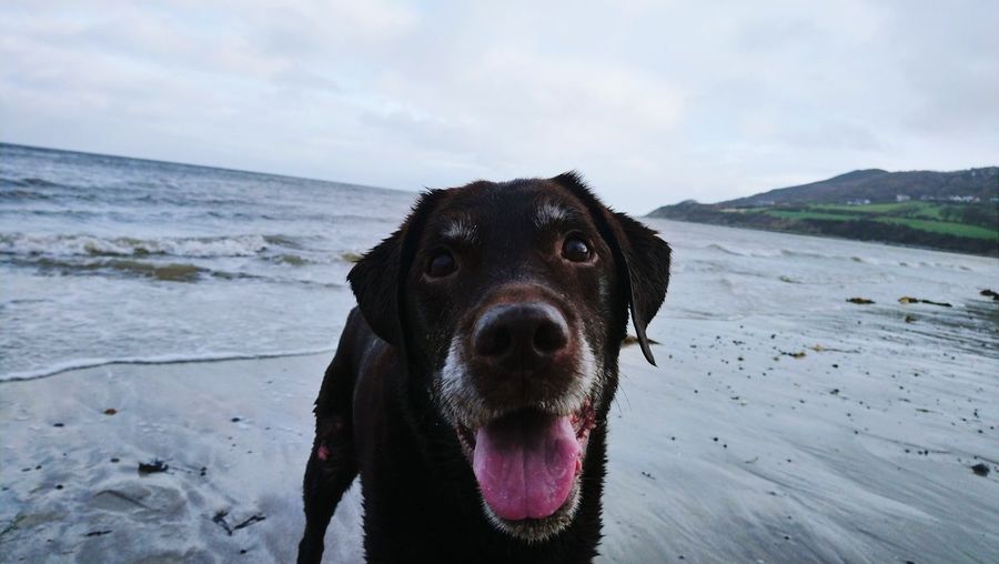Close-up portrait of dog at beach against sky