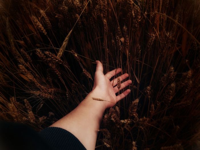 Close-up of woman hand on grass in field
