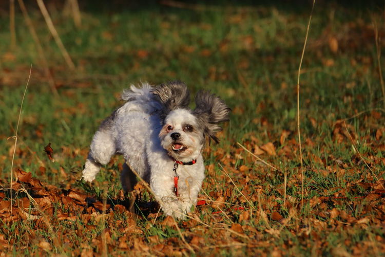 Scenic view of a small running dog