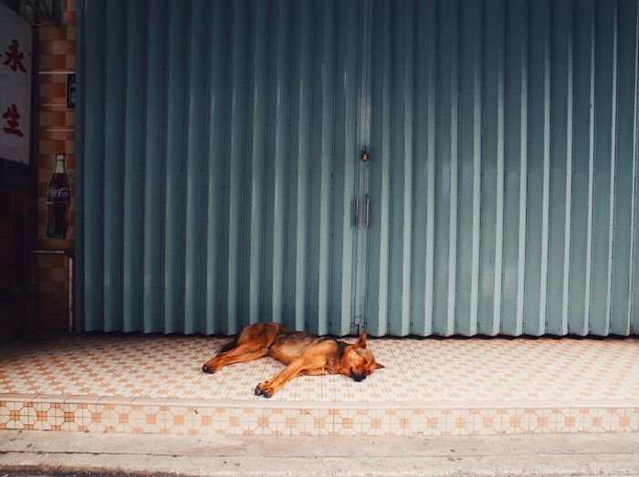 High angle view of dog sleeping outside closed store