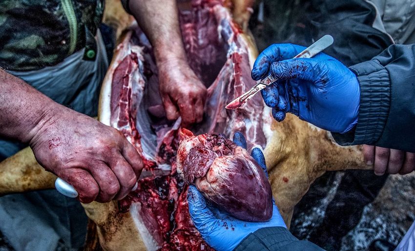 Cropped image of people cutting pig