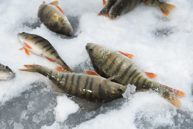 Close-up of fish in snow