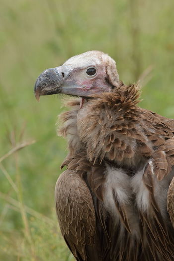 A lappet-faced vulture up close