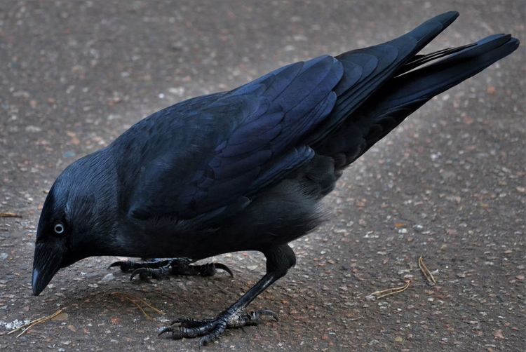 Close-up of raven on road