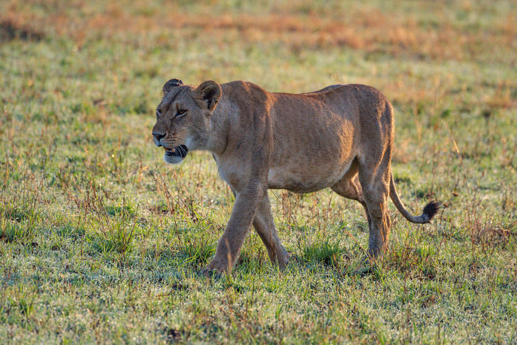 Lioness walks across short grass with dew