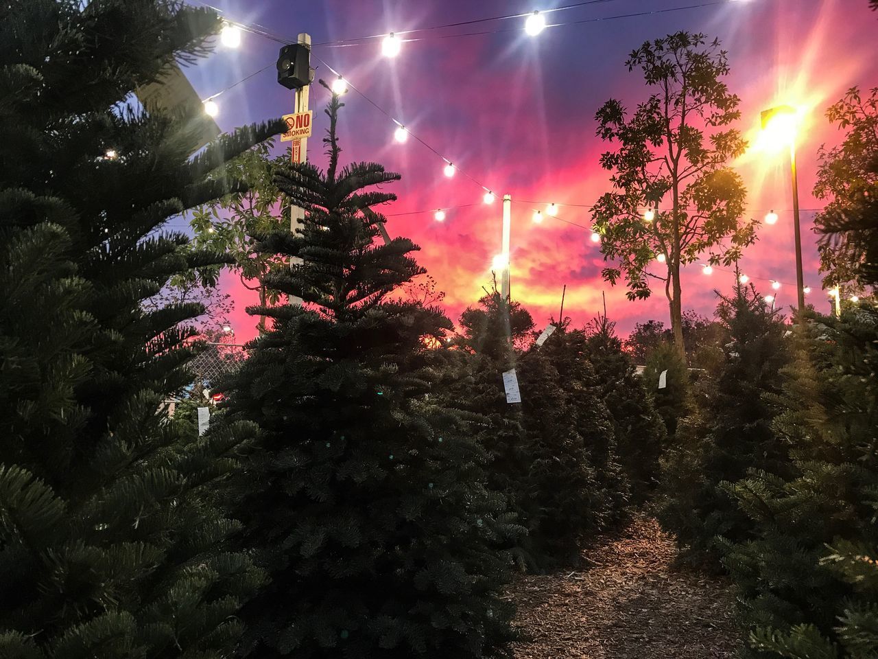 ILLUMINATED CHRISTMAS TREE AGAINST SKY