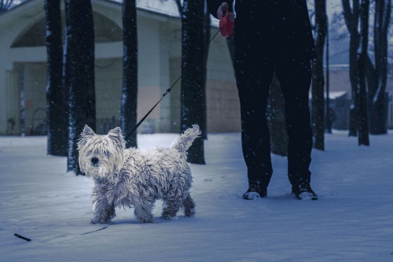 Low section of man with dog on snow