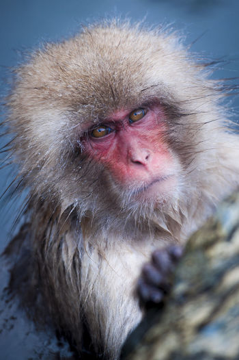 Portrait of a monkey