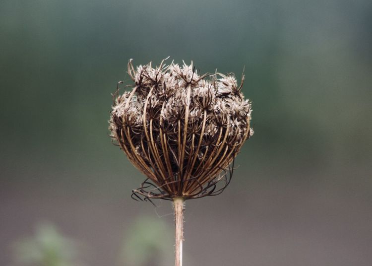 Close-up of wilted thistle against sky