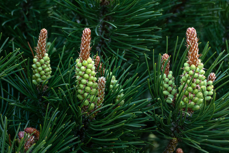 Blooms of dwarf mountain pine - pinus mugo inflorescence closeup