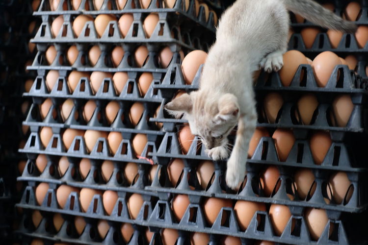 Cat walking on egg crates