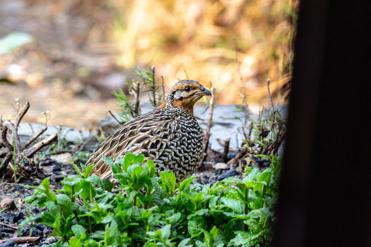 Shot of a female pheasant looking for food in the wild.