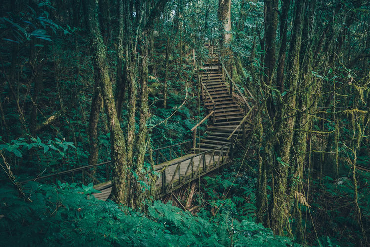 Steps amidst trees in forest