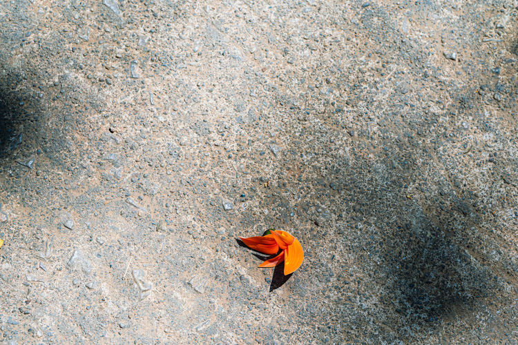 High angle view of orange leaf on rock
