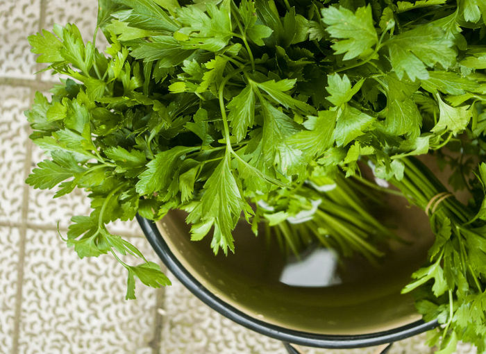 High angle view of cilantro in water