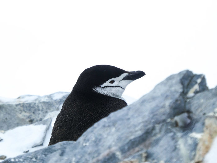 Close-up of penguin on rock against sky