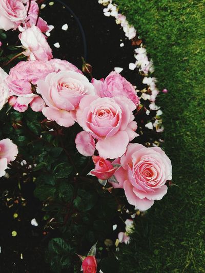 Close-up of pink roses blooming outdoors