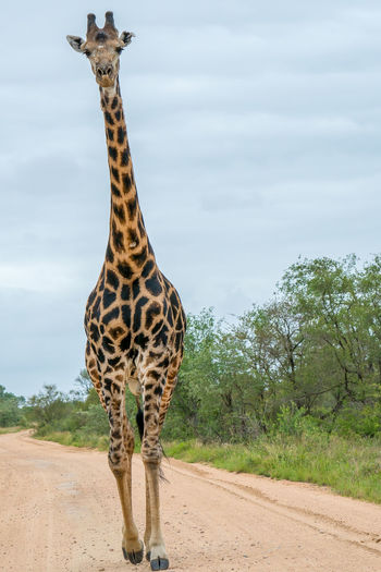 Male giraffe in the road 
