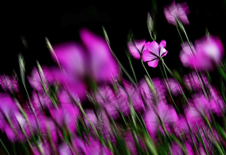Blurred motion of pink flowers blooming outdoors