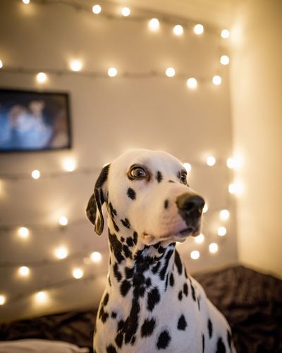 Close-up of dalmatian dog at home