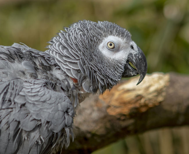 Grey parrot side profile.