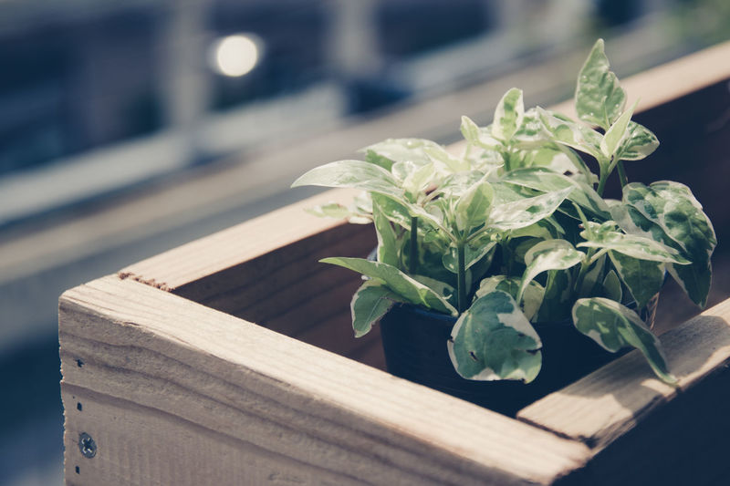 Close-up of potted plant on wooden box