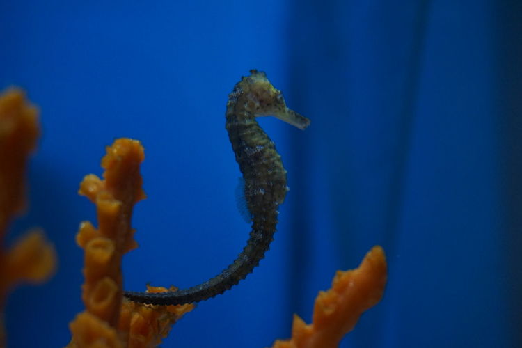 Close-up of sea horse in tank at aquarium