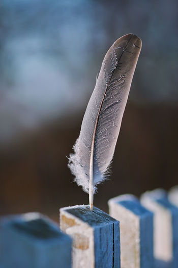 Close-up of feather on metal