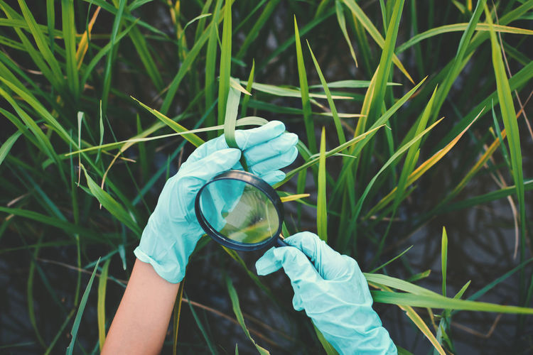 Cropped hands of woman examining plants with magnifying glass