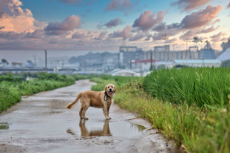 Dog standing on land against the sky