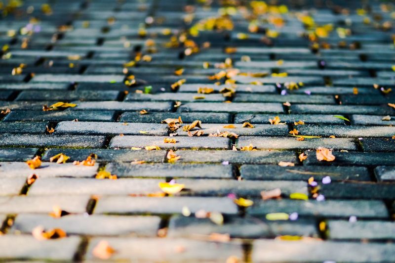 Close-up of fallen autumn leaves