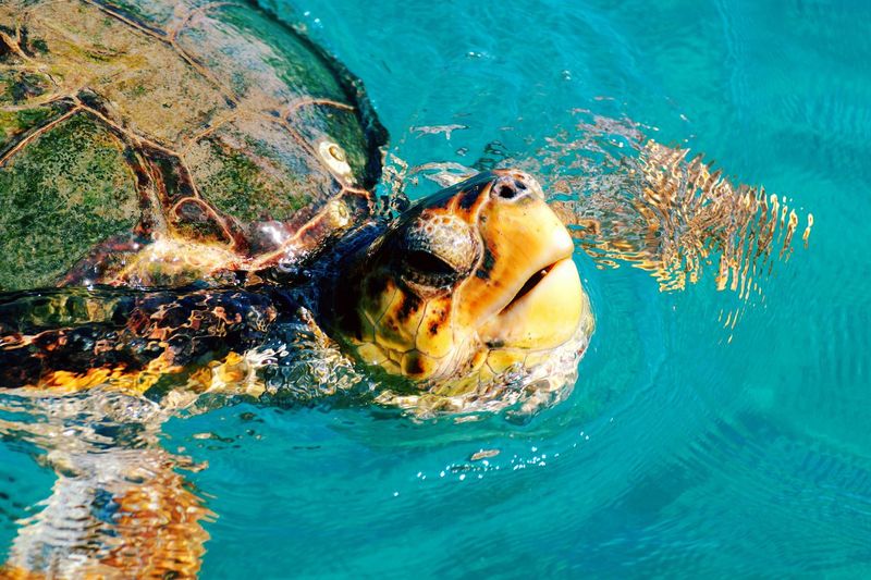 Close-up view of turtle swimming in sea