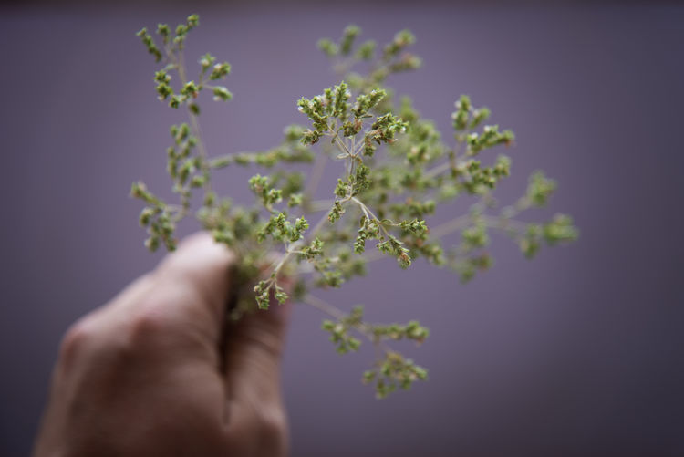Midsection of person holding flowering plant against white background